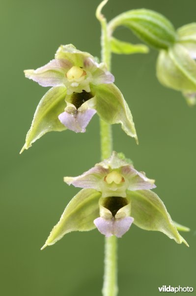 Brede wespenorchis