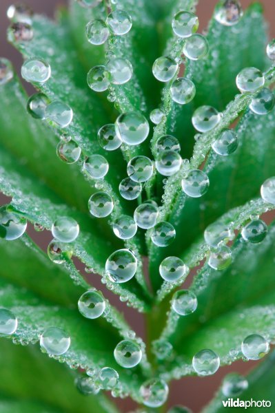 Kleine pimpernel met dauwdruppeltjes