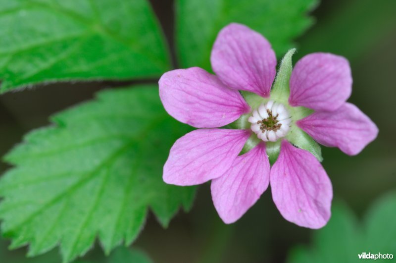 Noorse bloem