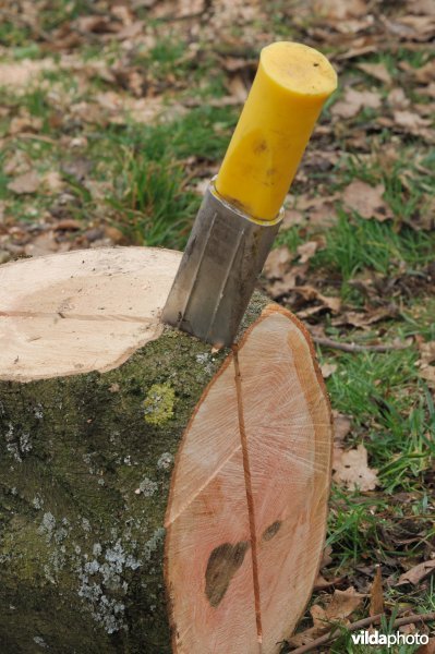 Het maken van brandhout