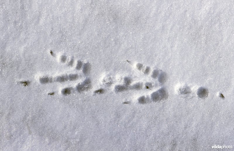 Kraaienpootjes in de sneeuw