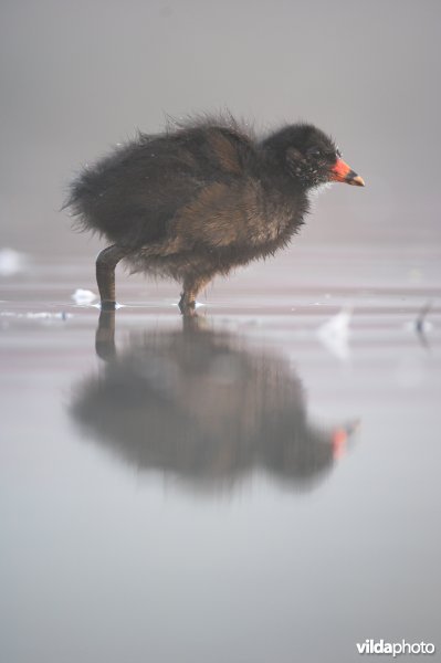 Juveniel waterhoentje