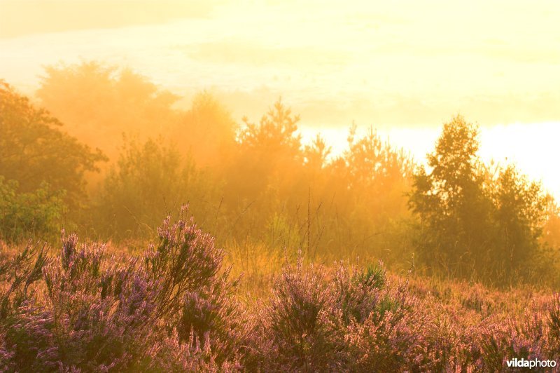 Natuurreservaat De Mechelse Heide