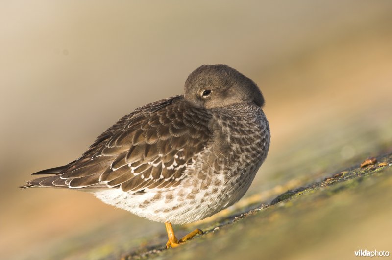 Paarse Strandloper