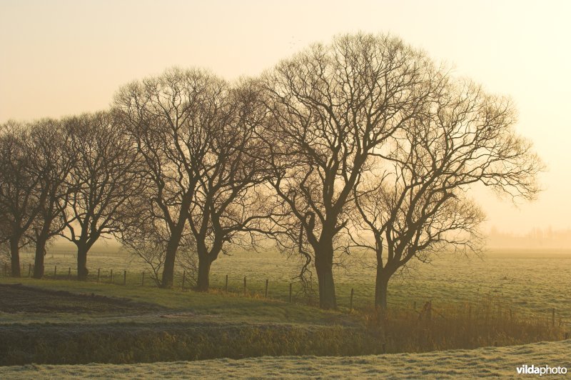 Wilgen langs de Zoutekreek