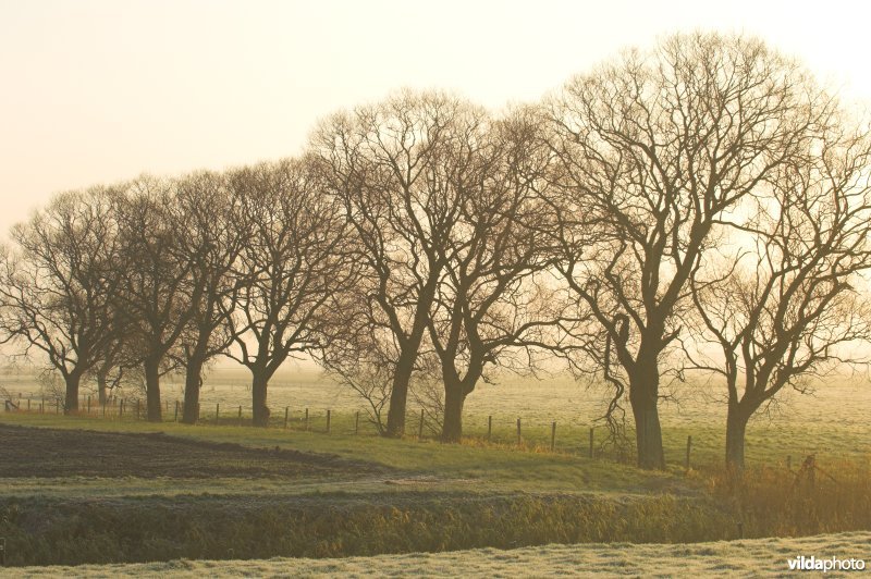Wilgen langs de Zoutekreek