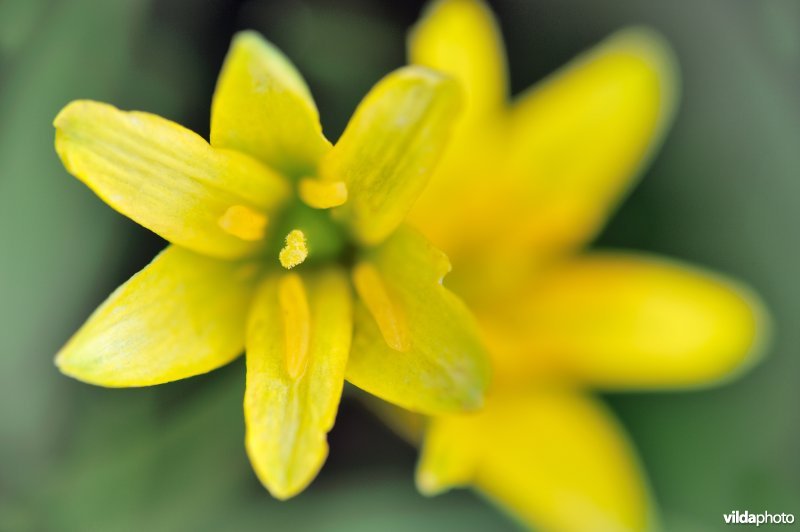 Bloem van bosgeelster