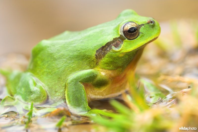 Zuidelijke boomkikker
