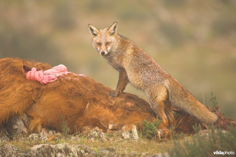 Vos eet van karkas koe