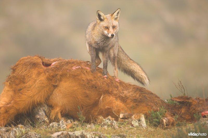 Vos eet van karkas koe
