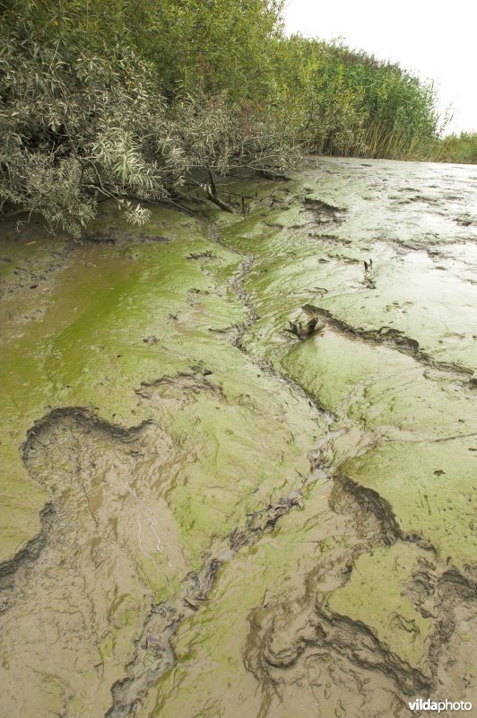 Zoetwaterschor langs de Schelde
