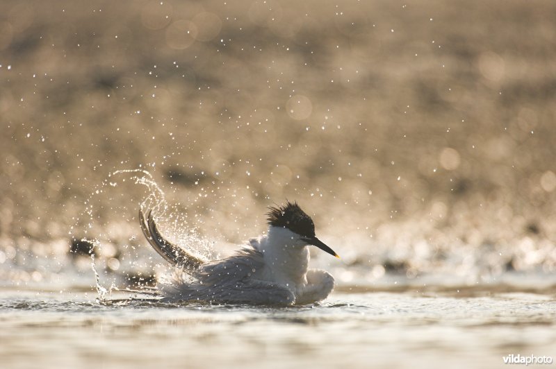 Wassende Grote Stern
