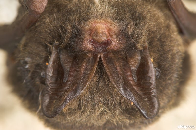 Slapende Mopsvleermuis