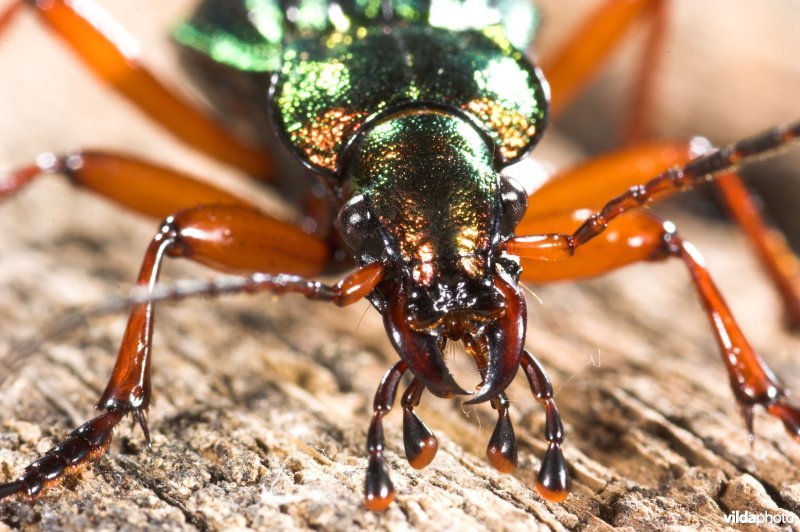 Goudglanzende loopkever