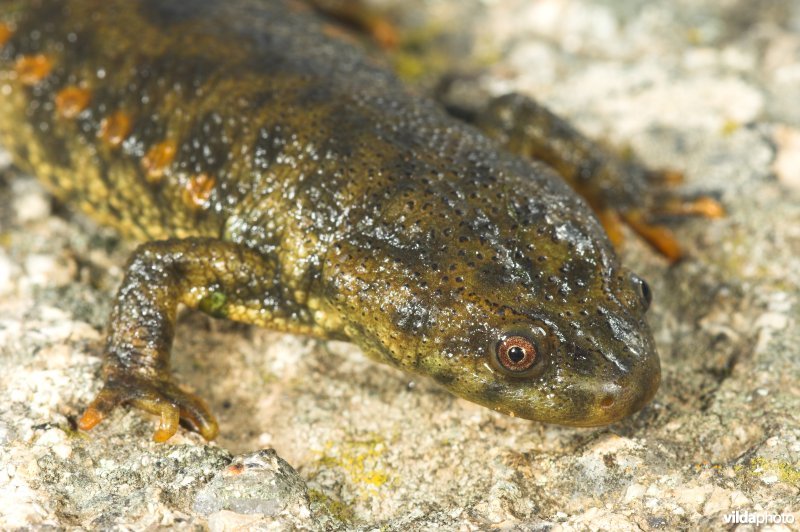 Spaanse Ribbensalamander