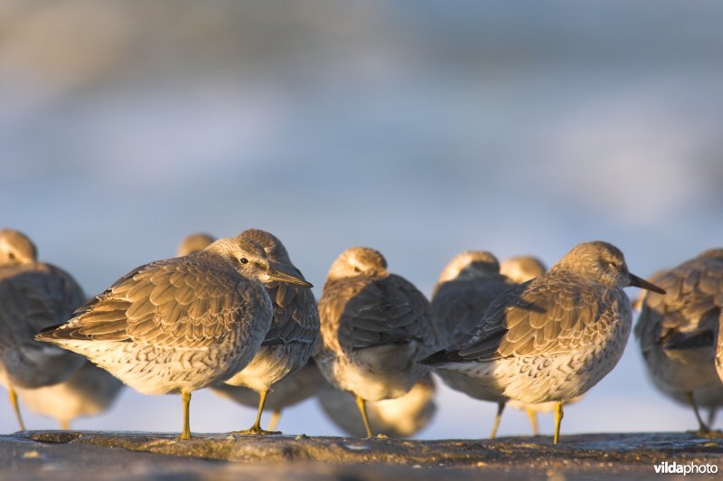 Kanoetstrandlopers