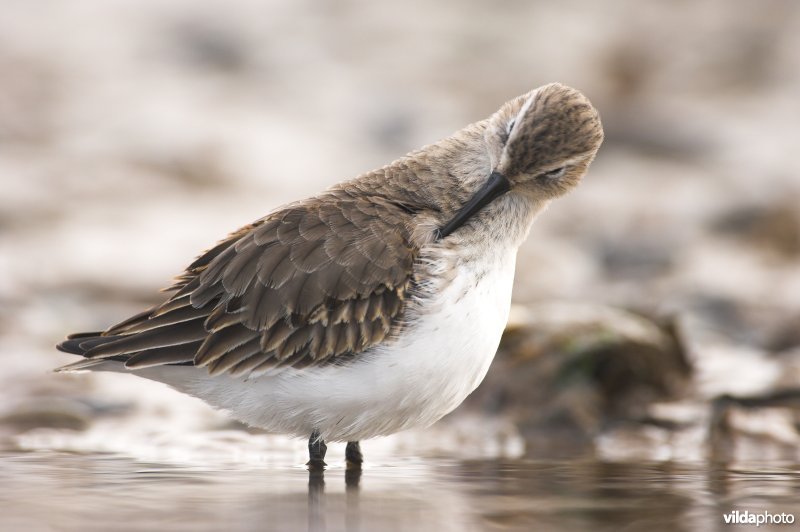 Bonte Strandloper poetst zich