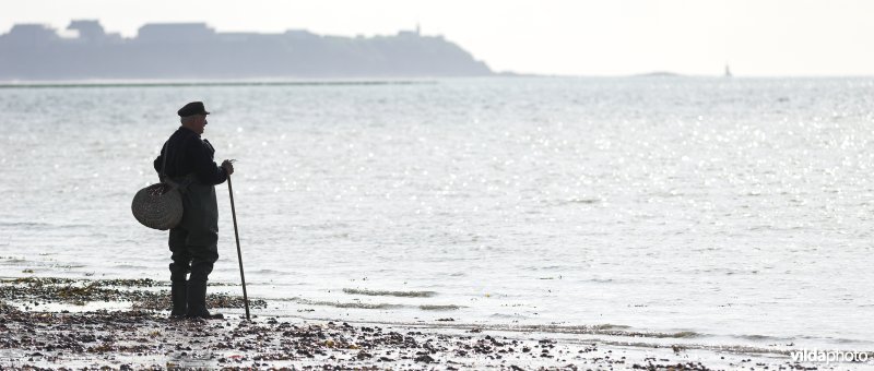 Schelpen verzamelen tijdens laagtij
