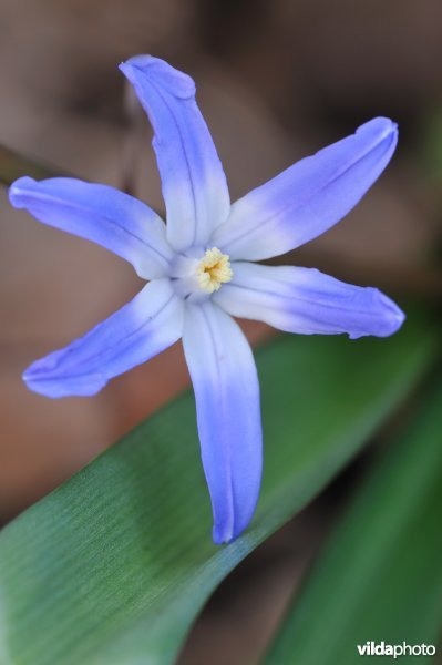 Bloem van sneeuwroem