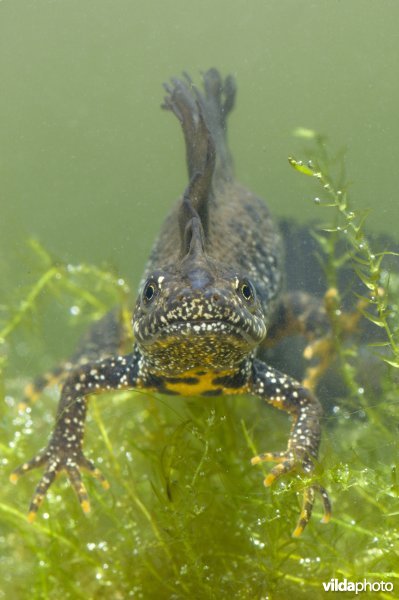 Kamsalamander
