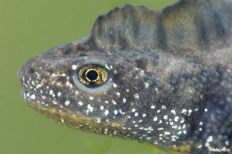 Kamsalamander