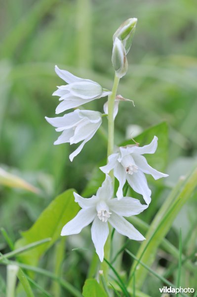 Knikkende vogelmelk