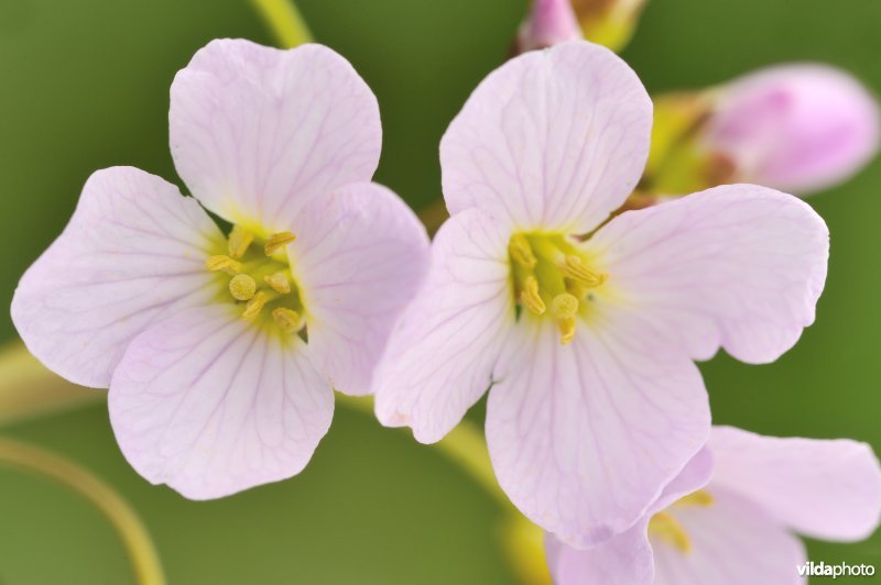 Bloempjes van Pinksterbloem