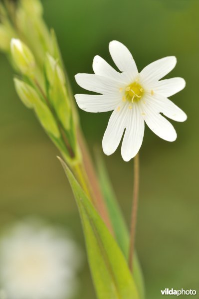 Bloem van Grote muur