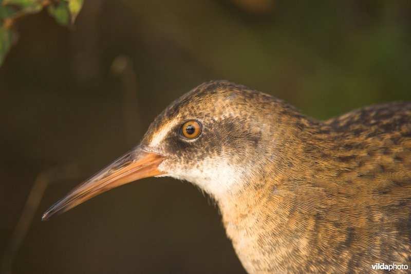 Close-up van Waterral