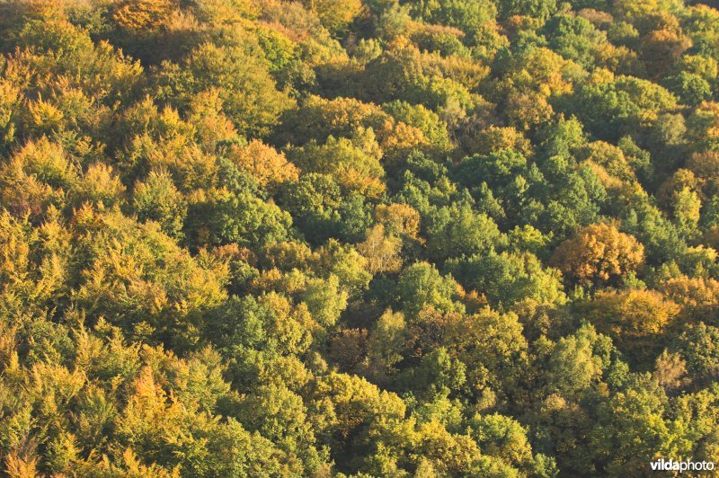 Luchtfoto bosreservaat te Voeren