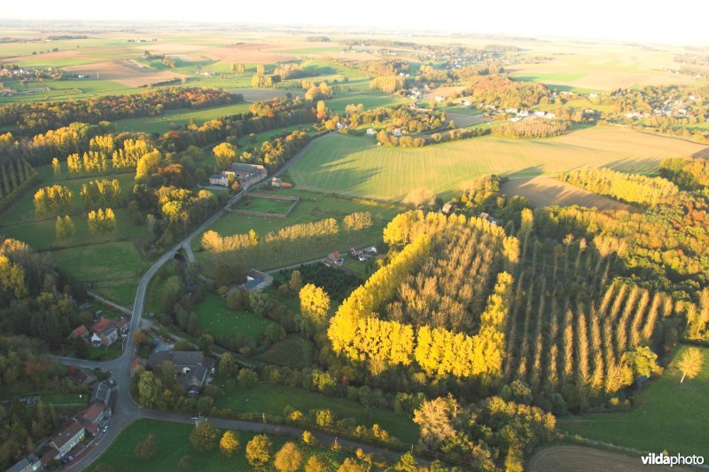 Luchtfoto van populieren in de herfst