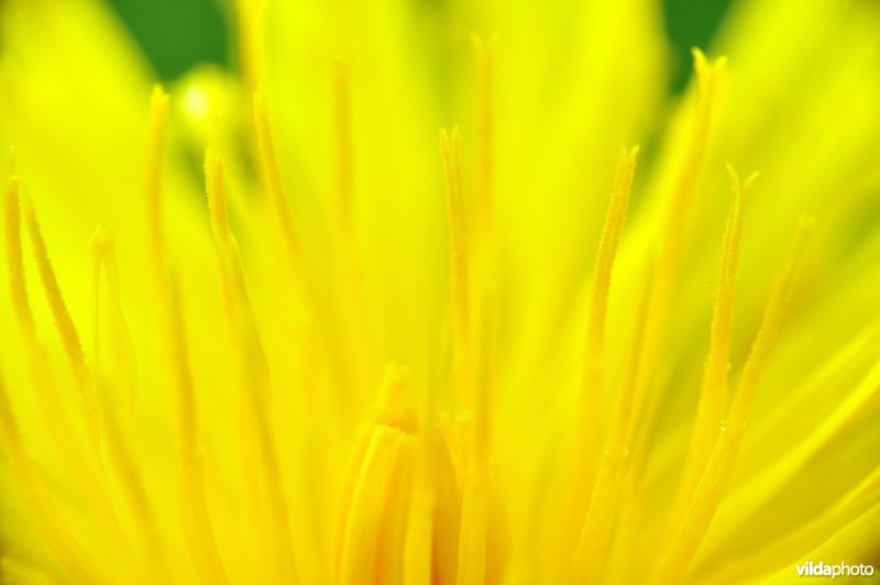 Paardenbloem
