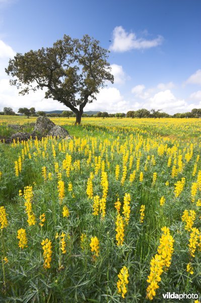 Dehesa in bloei te Extremadura