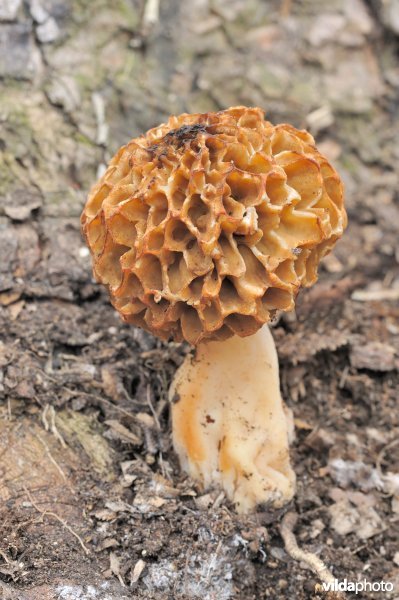 Gewone morielje