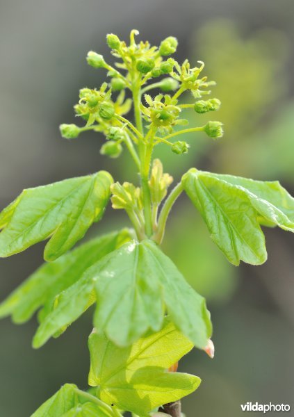 Bloeiende spaanse aak