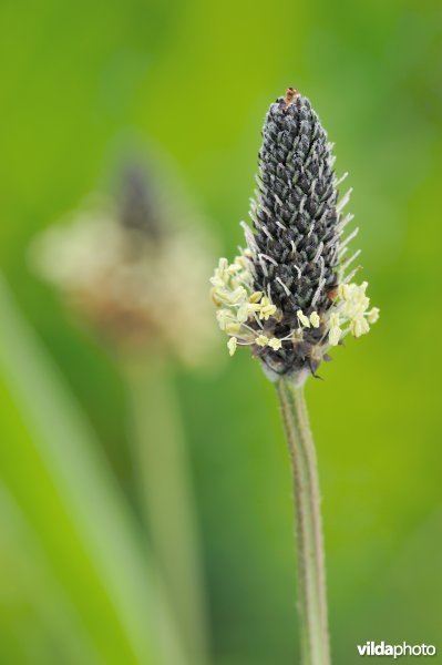 Bloempjes van Smalle weegbree