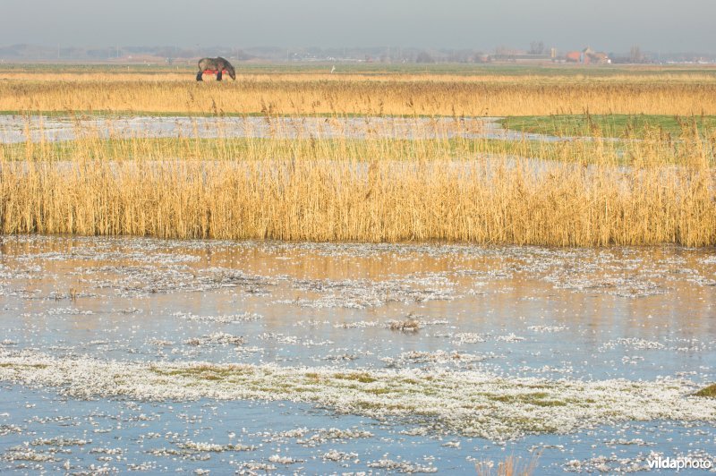 Uitkerkse polders