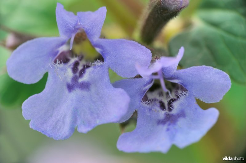 Bloemen van Hondsdraf