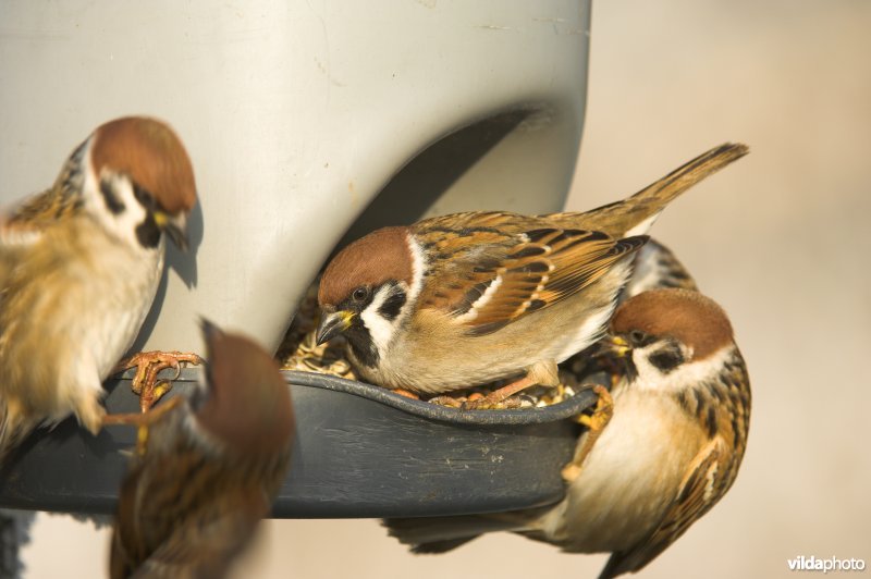 Ringmussen eten van voedersilo