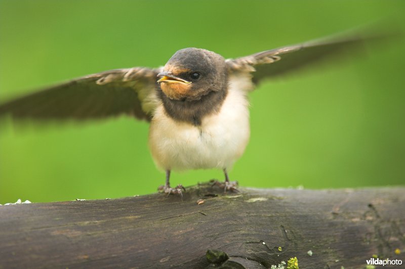 Boerenzwaluw opent zijn vleugels