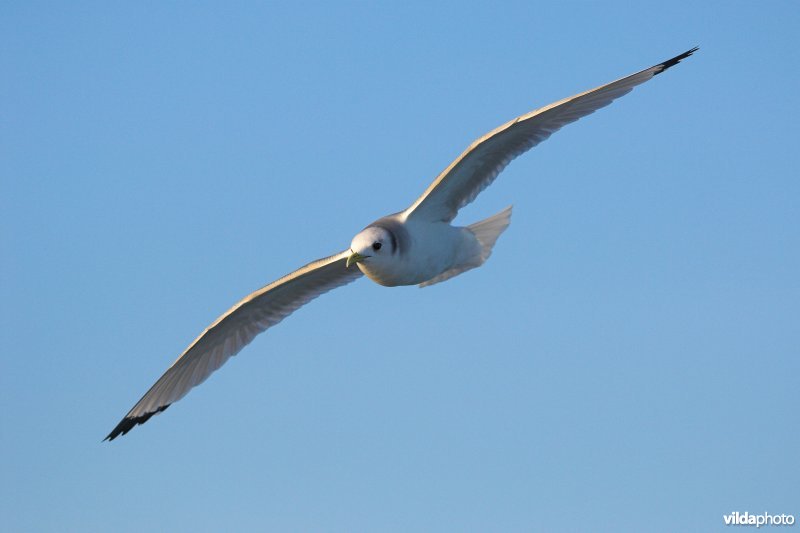 Drieteenmeeuw in vlucht
