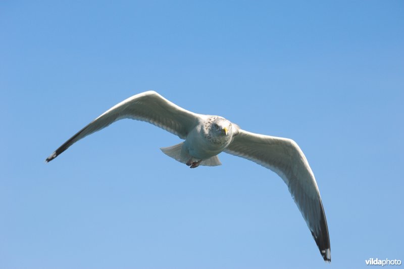 Zilvermeeuw in vlucht