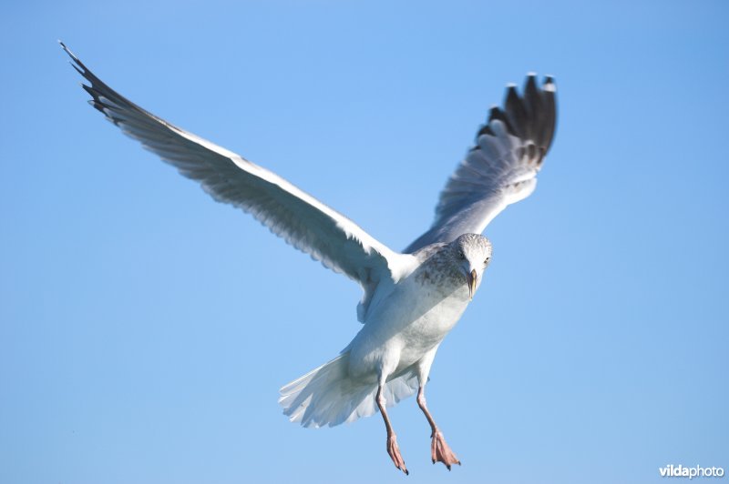 Zilvermeeuw in vlucht