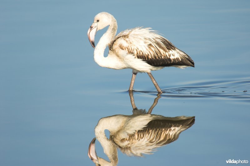 Jonge Flamingo