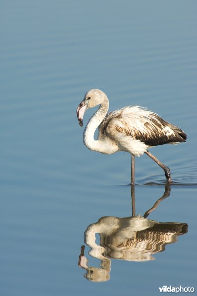 Jonge Flamingo