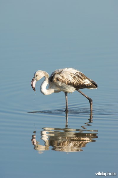 Jonge Flamingo