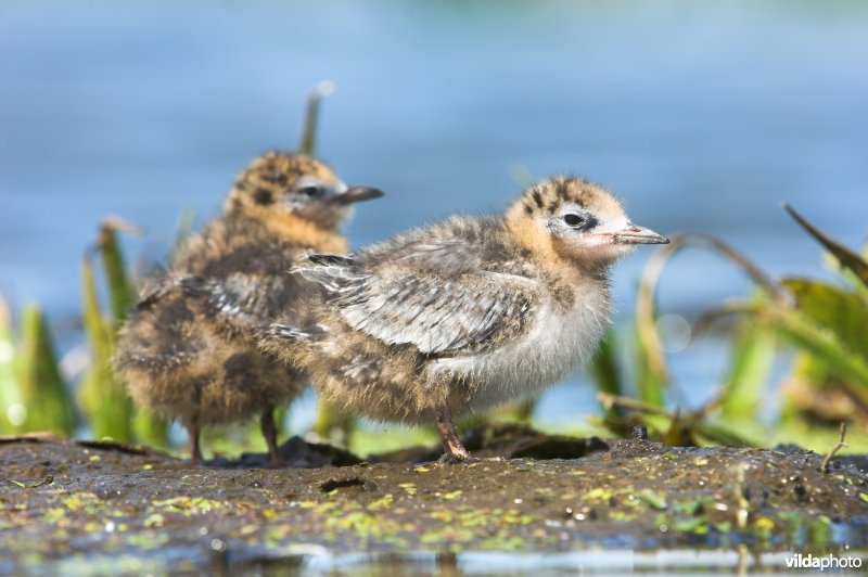 Kuikens Zwarte Stern