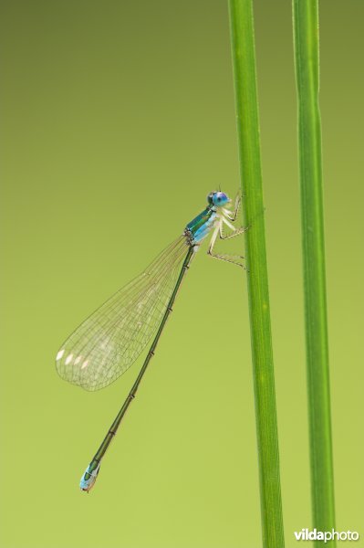 Dwergjuffer