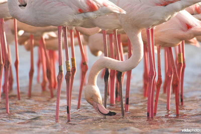 Flamingo's