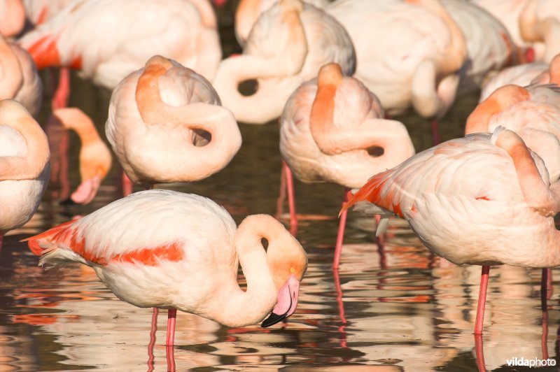 Flamingo's